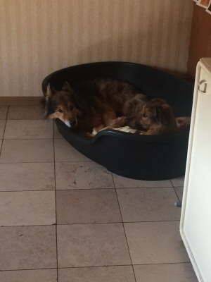 11660194_1160938293932521_1463192560_o