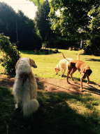 11728100_1165710676788616_98162661_o